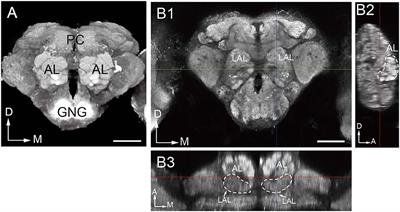 Glomerular Organization in the Antennal Lobe of the Oriental Fruit Fly Bactrocera dorsalis